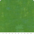 Fern